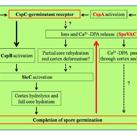 | Regulation pathways of C. difficile spore germination. This figure ...