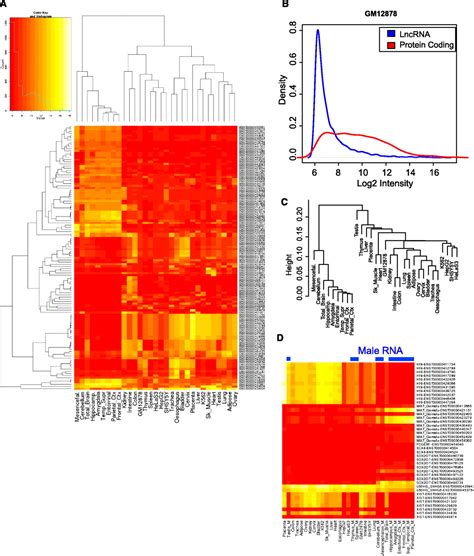 The Gencode V Catalog Of Human Long Noncoding Rnas Analysis Of Their