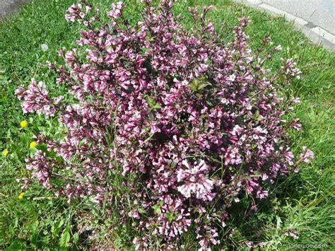 Liebliche Weigelie Weigela Florida Garten De