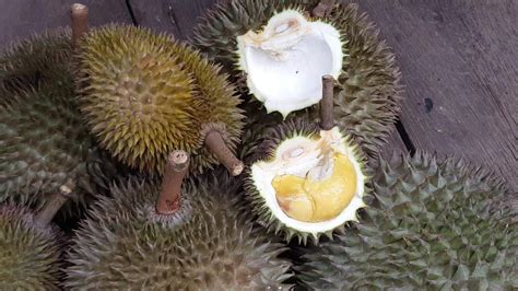 Durian fruit at Malaysia. King of fruit 8929928 Stock Video at Vecteezy