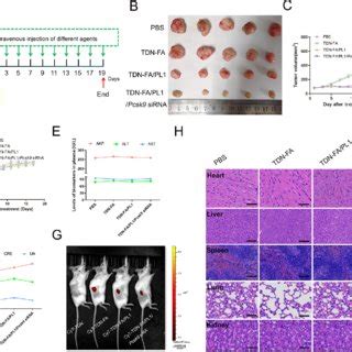 Antitumor Effect Cytotoxicity Biocompatibility And Targeting