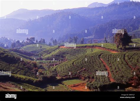 Sri Lanka Nuwara Eliya tea plantation Stock Photo - Alamy