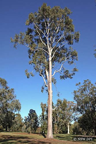 Corymbia Maculata Spotted Gum Eucalyptus Maculata Spotte Flickr