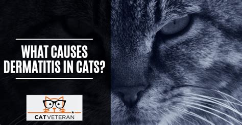 What Causes Dermatitis In Cats Cat Veteran