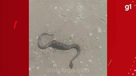 Cobra Mais Venenosa Do Sul De Sc Capturada Atravessando A Rua Ap S