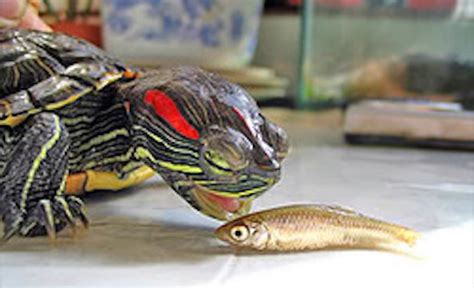 Red-Eared Slider Care Sheet for Raising a Happy & Healthy Turtle