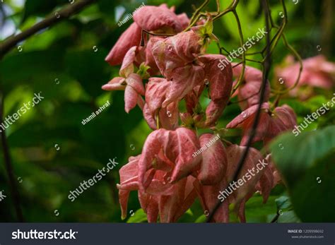 Bangkok Rose Mussaenda Erythrophylla Commonly Known Stock Photo