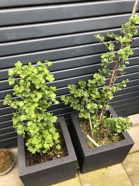 How To Grow Gooseberries In Pots And Containers