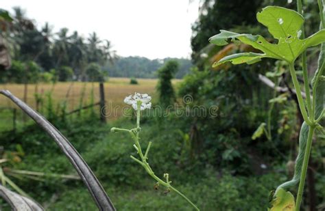 Snake Gourd Flower Stock Photos Free Royalty Free Stock Photos