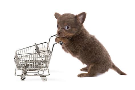 Dog Pushing Shopping Cart Stock Photos Pictures And Royalty Free Images