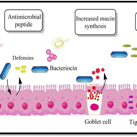 Improvement Of The Intestinal Mucosal Barrier By Probiotic Download Scientific Diagram