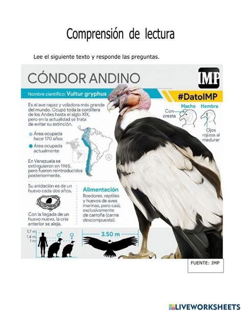 Infograf A El C Ndor Andino Worksheet C Ndor Andino Condor De Los