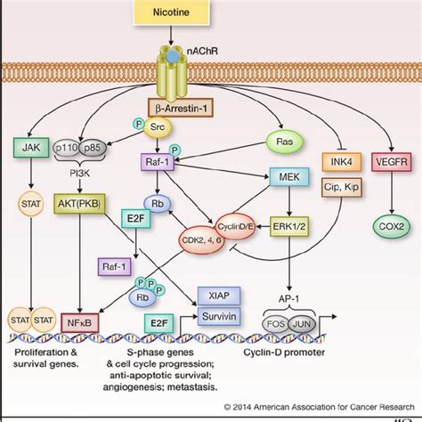 Schematic Representation Of Cooperative Receptor Crosstalk Upon