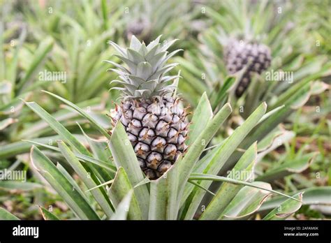 Growing ananas, pineapple plant close up Stock Photo - Alamy