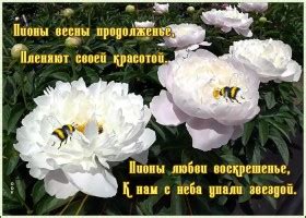 Открытки с Пионами | Открытки Онлайн