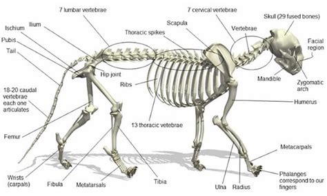 22+ Anatomy Cat Bone Images | Livres abc