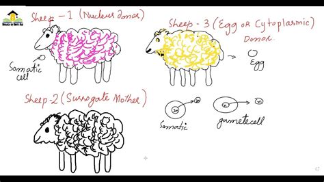 Cloning || Cloning of Dolly Sheep || Process of cloning || Types of ...