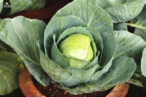 Growing Cabbage In Containers And Planting Tips Garden For Beginners