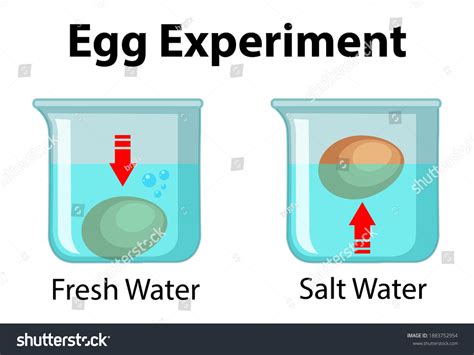 2,387 Egg Floating Water Images, Stock Photos & Vectors | Shutterstock