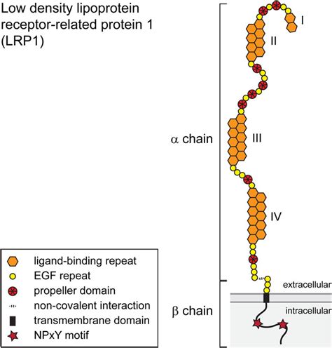 Frontiers Low Density Lipoprotein Receptor Related Protein Lrp