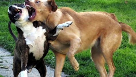 Cómo Detener Una Pelea De Perros Técnicas Infalibles