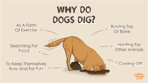 Why Do Dogs Dig Insights To Understanding Why Dogs Love Digging Holes