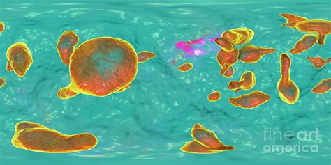 Mycoplasma Genitalium Bacteria Photograph By Kateryna Kon Science Photo