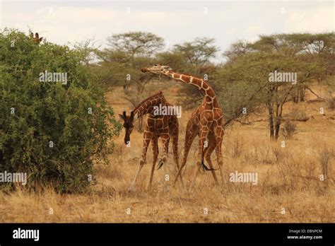 Reticulated Giraffe Giraffa Camelopardalis Reticulata Rivalling Male Giraffes Kenya Samburu