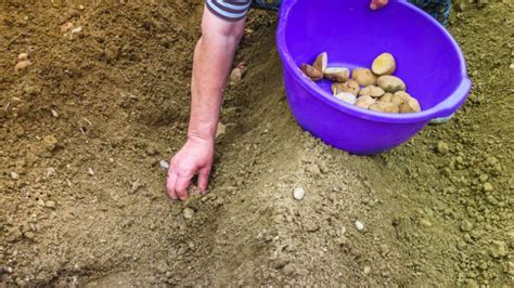 Savjeti Za Uspije Nu Proizvodnju Ranog Krompira U Plastenicima Agrosavjet