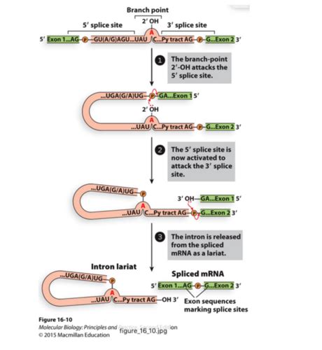 MRNA Processing Flashcards Quizlet