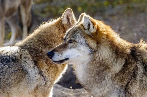 Howling Wonders: A Guide to Wolves in Glacier National Park – Smoky Bear Ranch