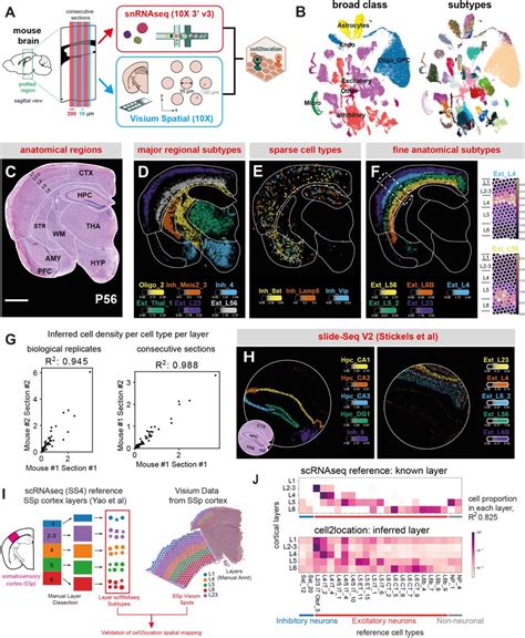 Comprehensive Mapping Of Tissue Cell Architecture Via Integrated Single