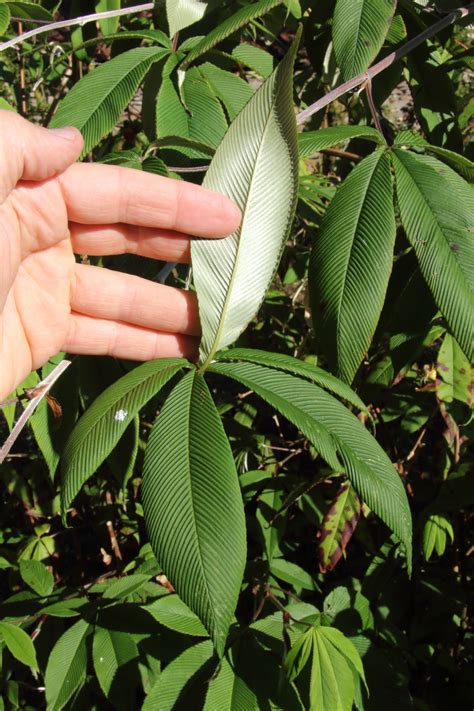 Rubus lineatus | Pan Global Plants