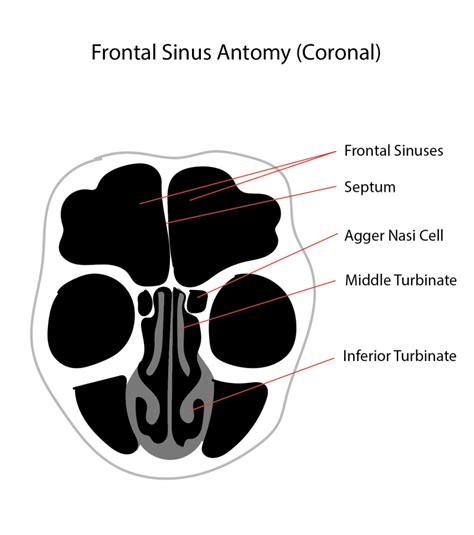 Anatomy Head And Neck Nose Paranasal Sinuses StatPearls NCBI