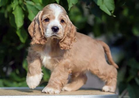 Cocker Spaniel Inglés Razas De Perros