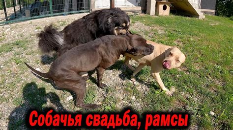 Собачья свадьба. Дворняжка пресует Питбуля. Малявка сама кушает паштет ...