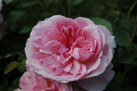 Hyde Hall ® Rose Rosa Ca 180cm David Austin 2004 Rosa Hyde