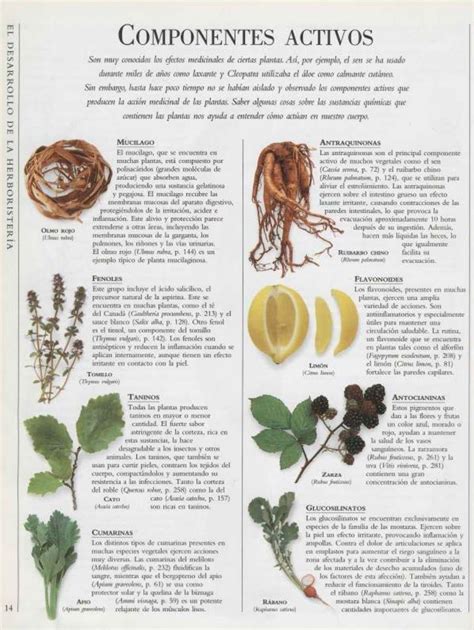 Manual Plantas Medicinales Artofit