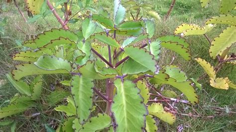 Kalanchoe Pinnata The Wonder Of The World Plant Remedygrove