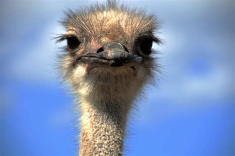 Free Images : view, wildlife, beak, fauna, close up, emu, vertebrate ...