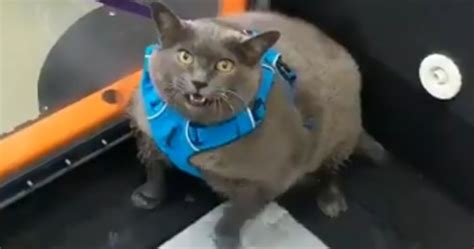 Chonky Cat Goes Viral For Being Annoyed By Underwater Workout Bored Panda