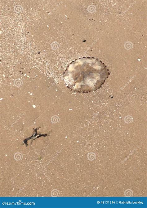 Jellyfish Beach editorial photo. Image of fish, cute - 43131246