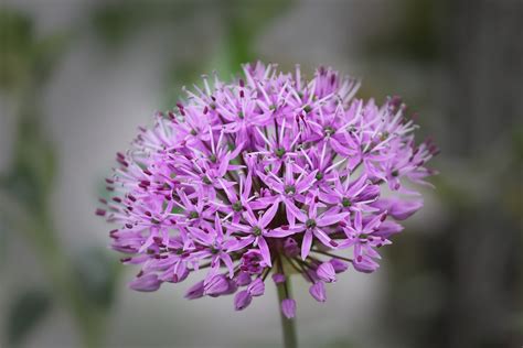 Best 6 Purple Perennial Flowers for Your Garden - Gardening Sun