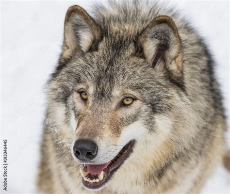 Alaskan Timber Wolf