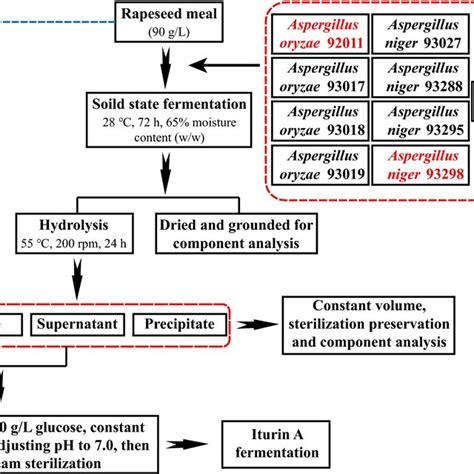 A Schematic Of The Overall Experimental Procedure An Initial Rsm