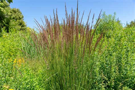 Calamagrostis Acutiflora X Karl Foerster Reitgras Karl Foerster