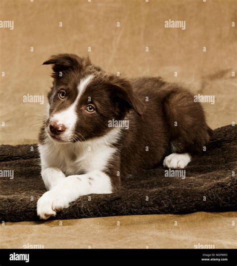 Nine Week Old Border Collie Puppy Stock Photo Alamy