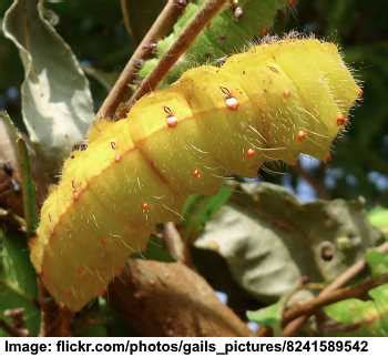 Yellow Caterpillars With Identification Guide And Pictures