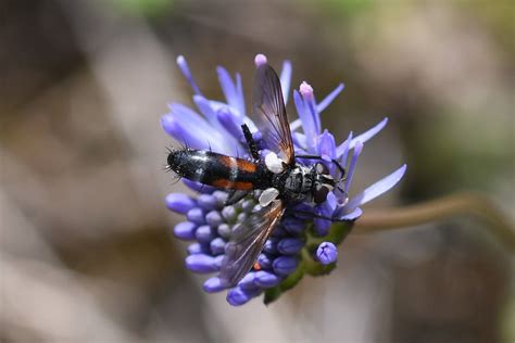 Diptera Info Discussion Forum Cylindromyia Maybe Interrupta C