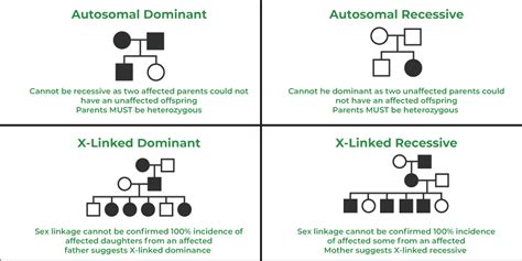 What Is Pedigree Analysis Definition Types Examples And Faqs